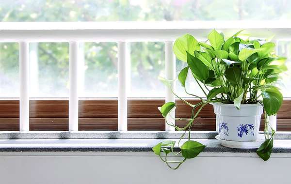 哪些室内植物最适合清洁空气和排除毒素?