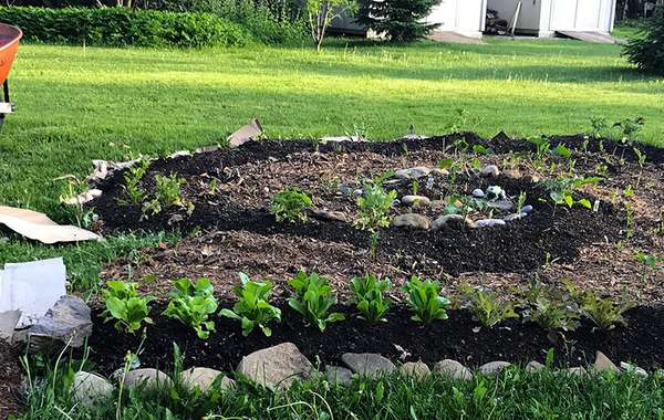 烤宽面条园艺 - 如何建造简单的菜园